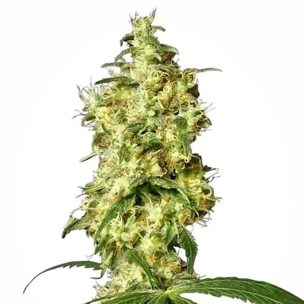 White Widow Autoflower