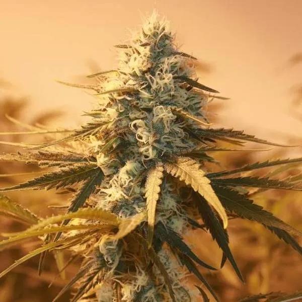 AK48