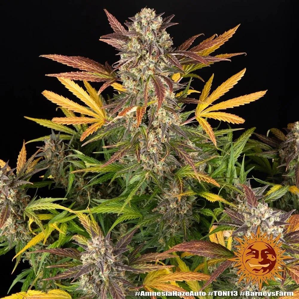 Amnesia Haze