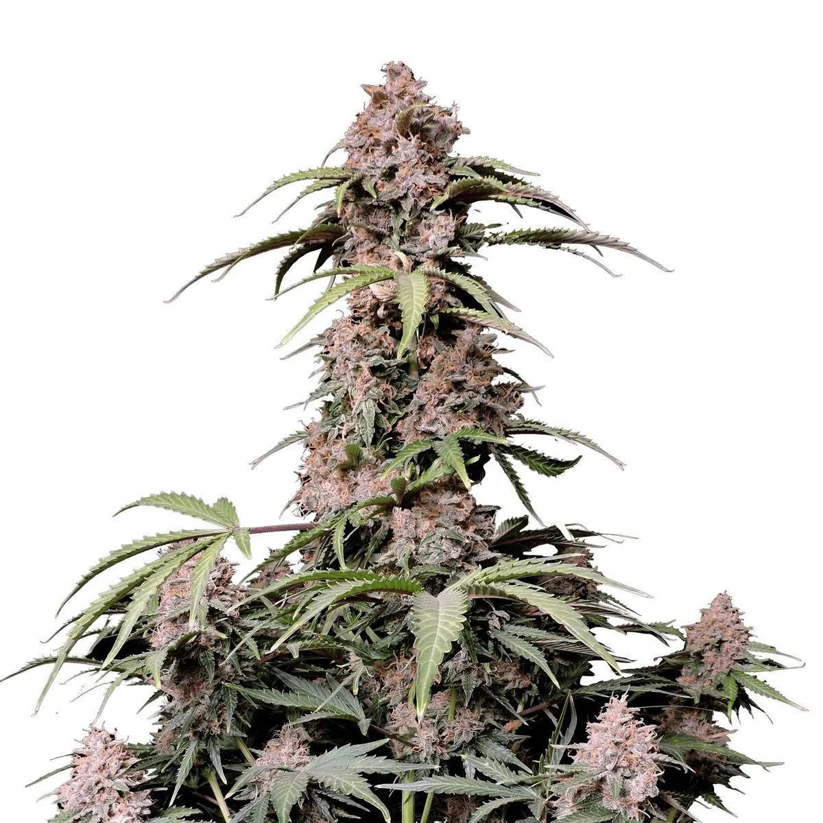 Amnesia Zkittlez