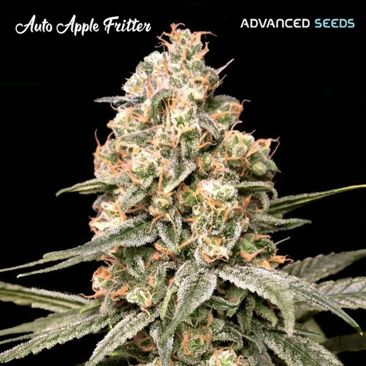 Auto Apple Fritter