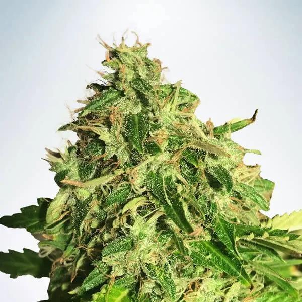 Auto Cannabis Light