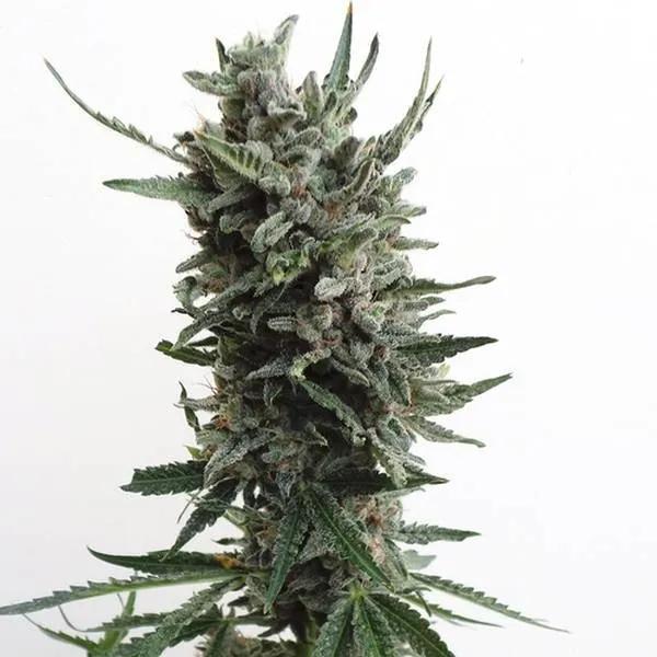 Auto Critical HOG