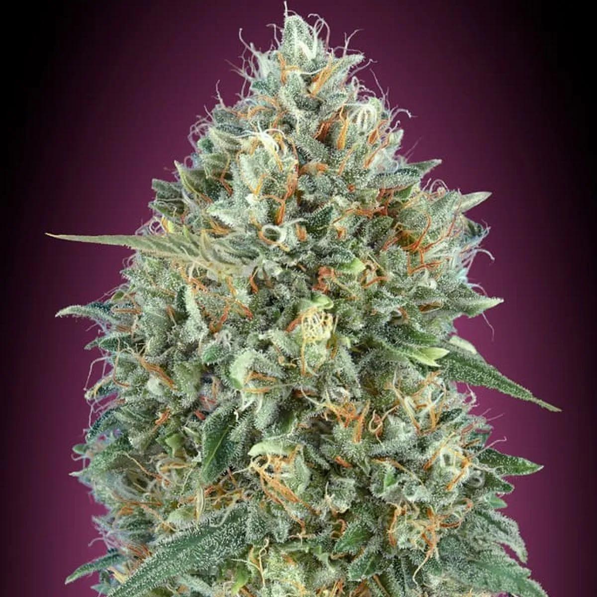 Auto Gelato 33