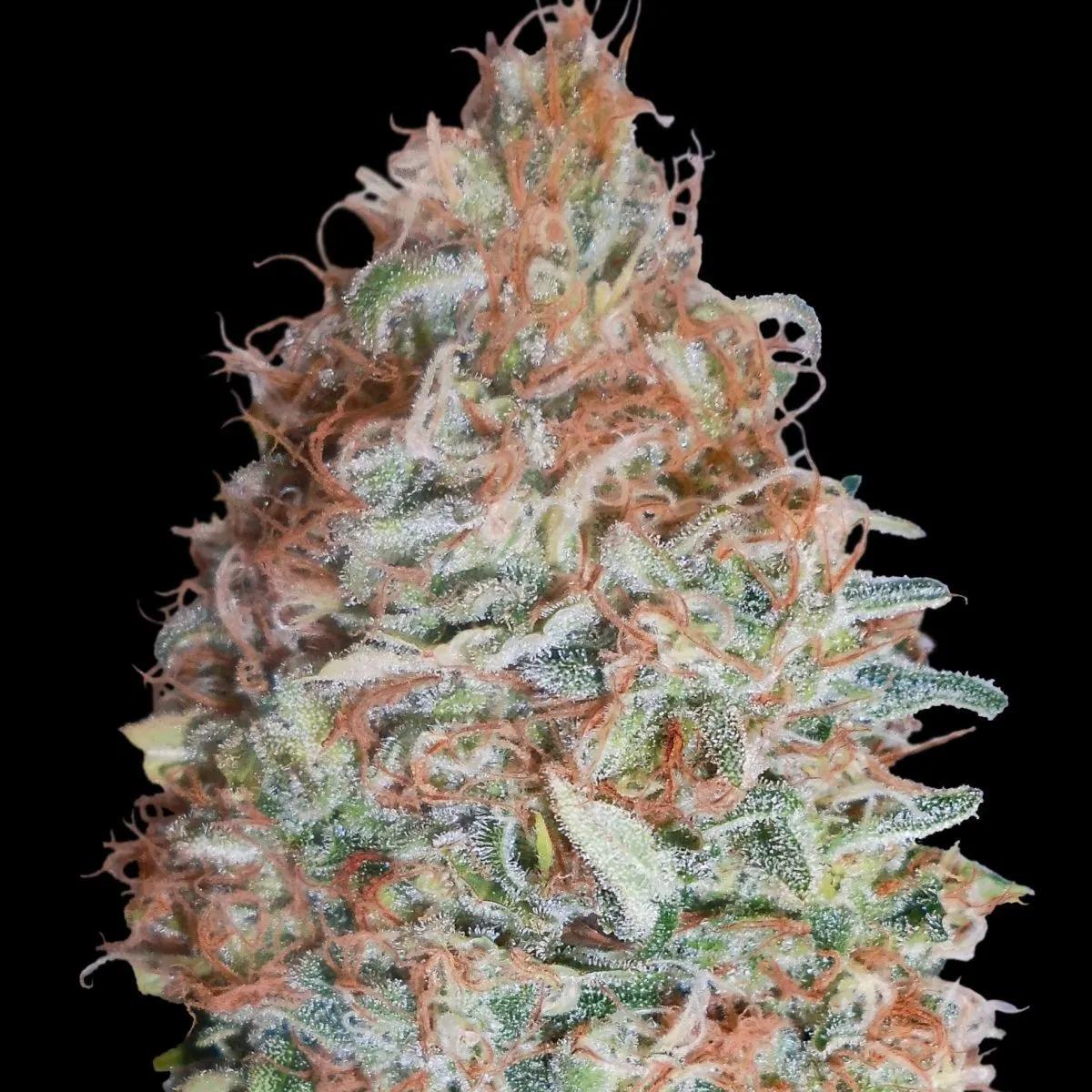 Banana Cookies