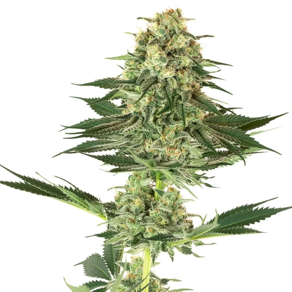 Banana Kush