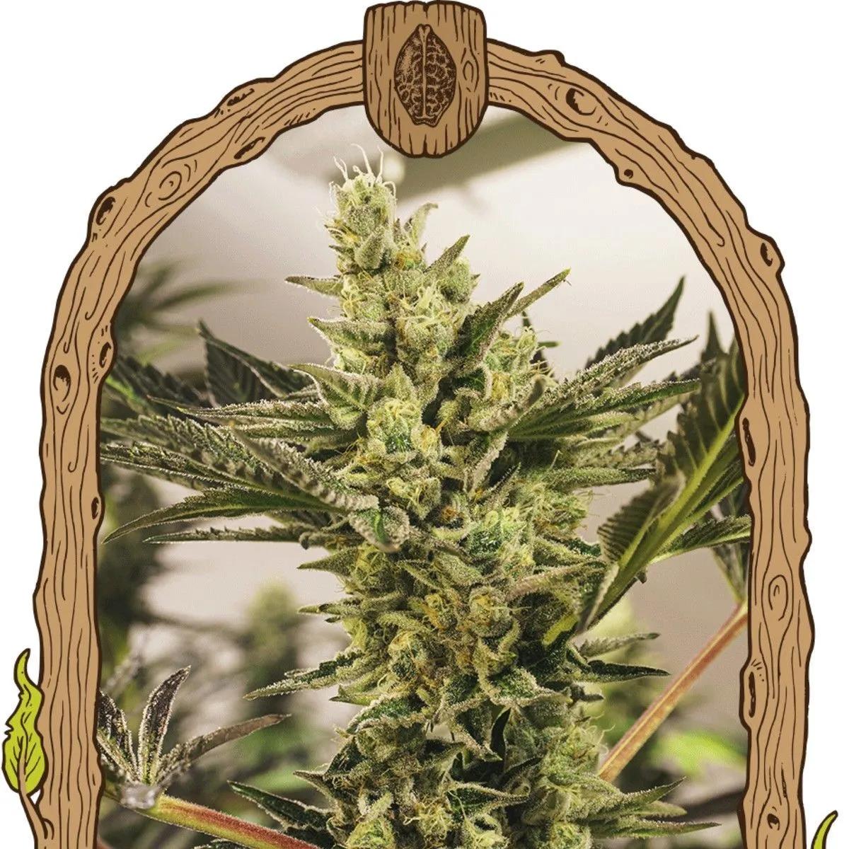Banana Mash Auto (Exotic Seed)