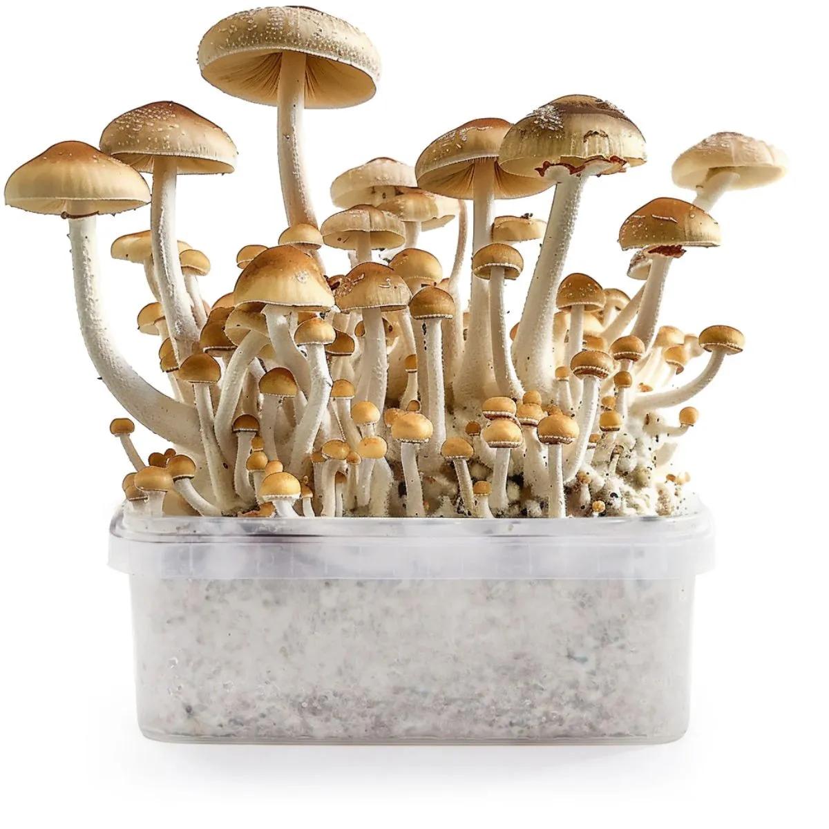 Cogumelos B+