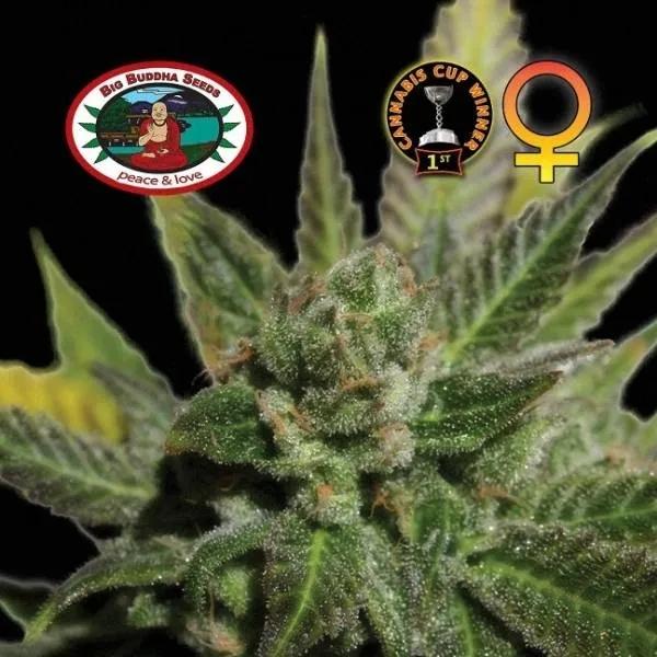 Big Buddha Cheese