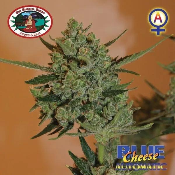 Blue Cheese Autoflower