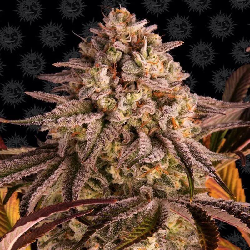 Blue Sunset Sherbert