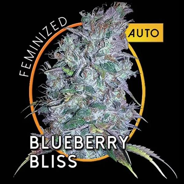 Blueberry Bliss Autoflowering