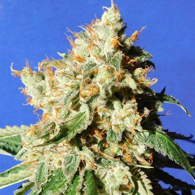 Blueberry Cookies Auto (Original Sensible)