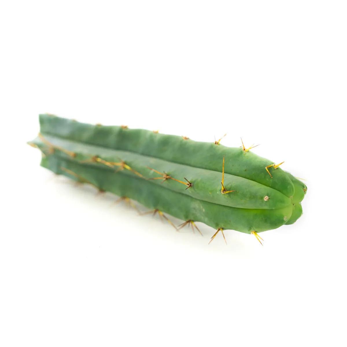 Tocha Boliviana (Echinopsis lageniformis)
