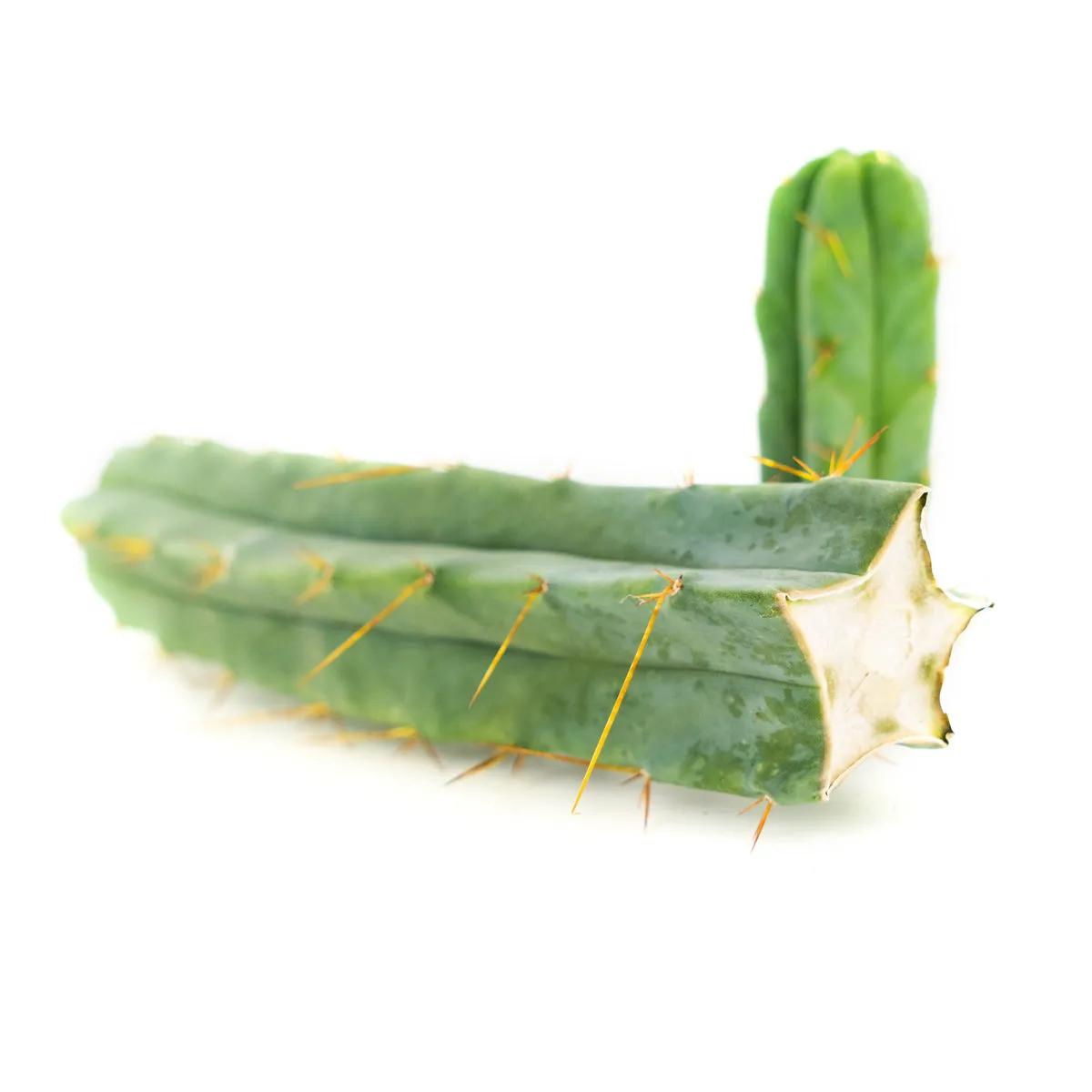 Tocha Boliviana (Echinopsis lageniformis)