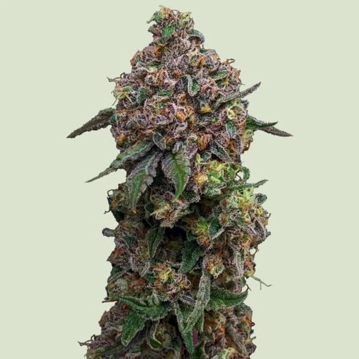 Cosmic Cheddar F1