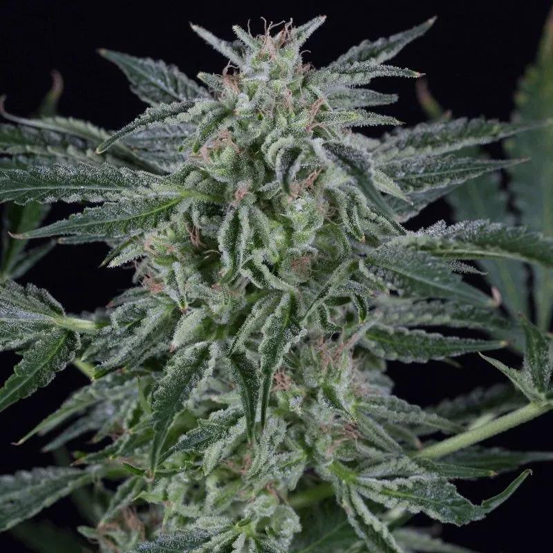 Critical Jack Autoflowering