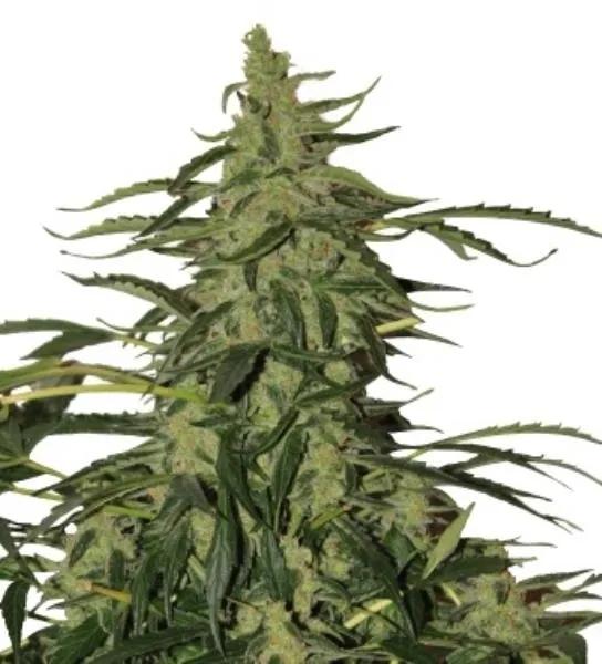 Deimos Auto
