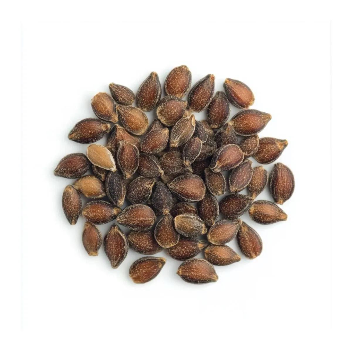 Sementes de Éfedra