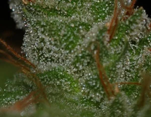 G13 x Skunk