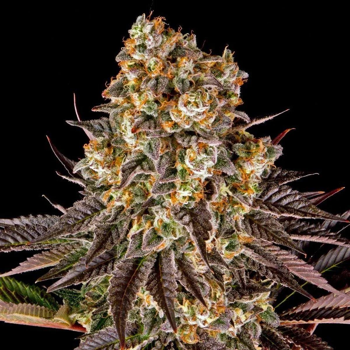 Gelato 45