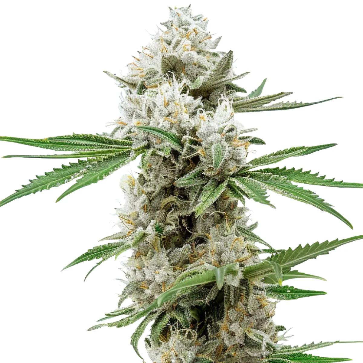 GG4 Auto