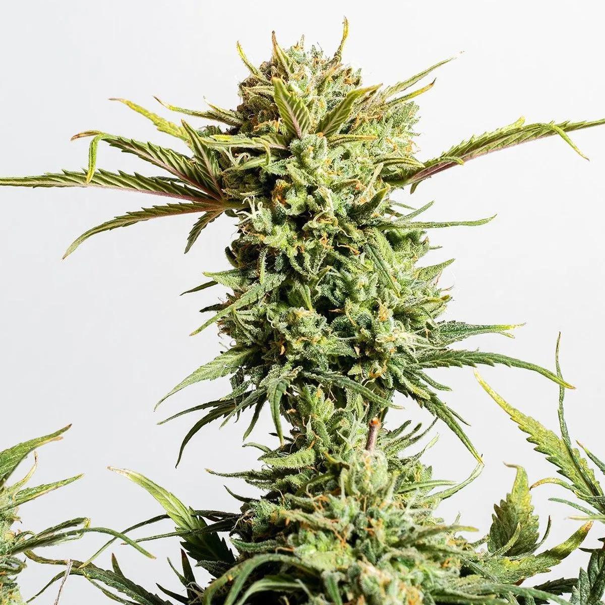 Gnomo Auto