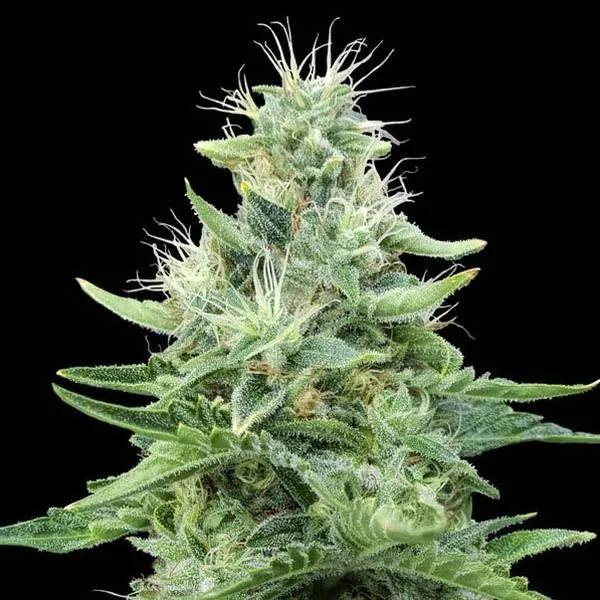 Gorilla Candy