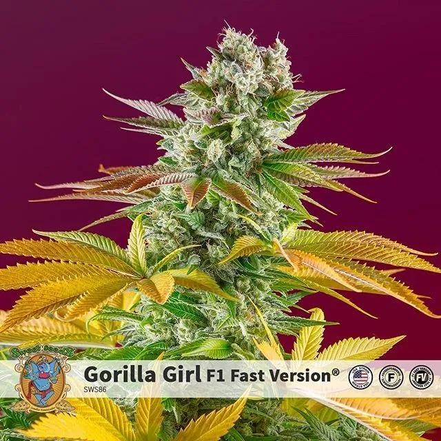 Gorilla Girl - F1 Fast Version