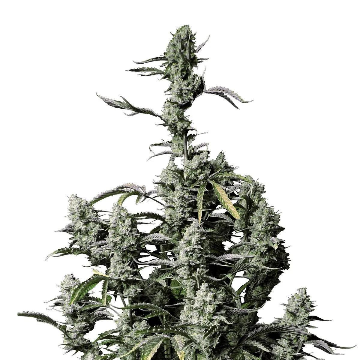 Gorilla Zkittlez