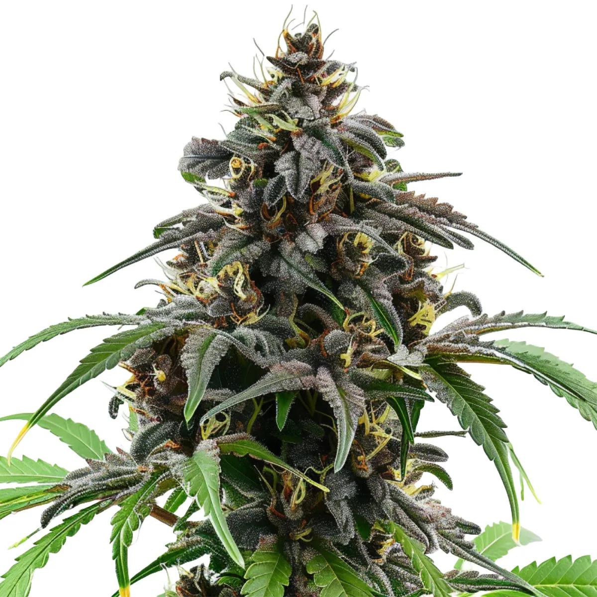 Granddaddy Purple Auto