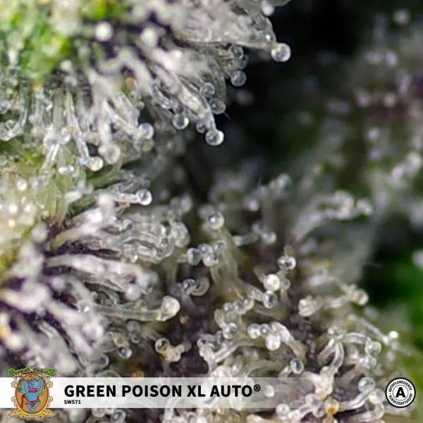 Green Poison XL Auto