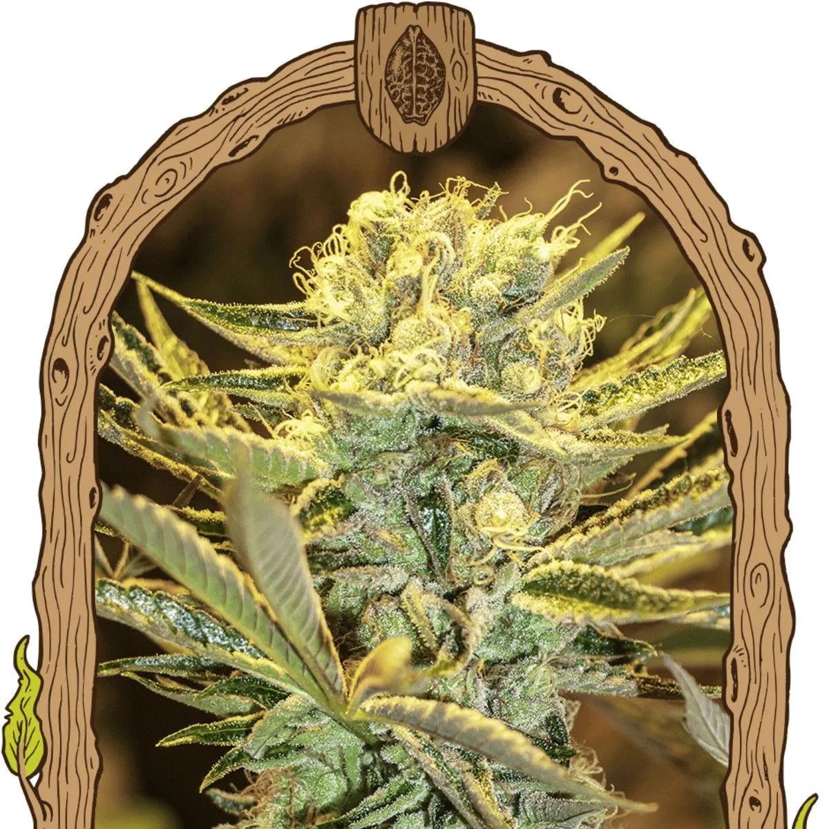 Hippieberry (Exotic Seed)