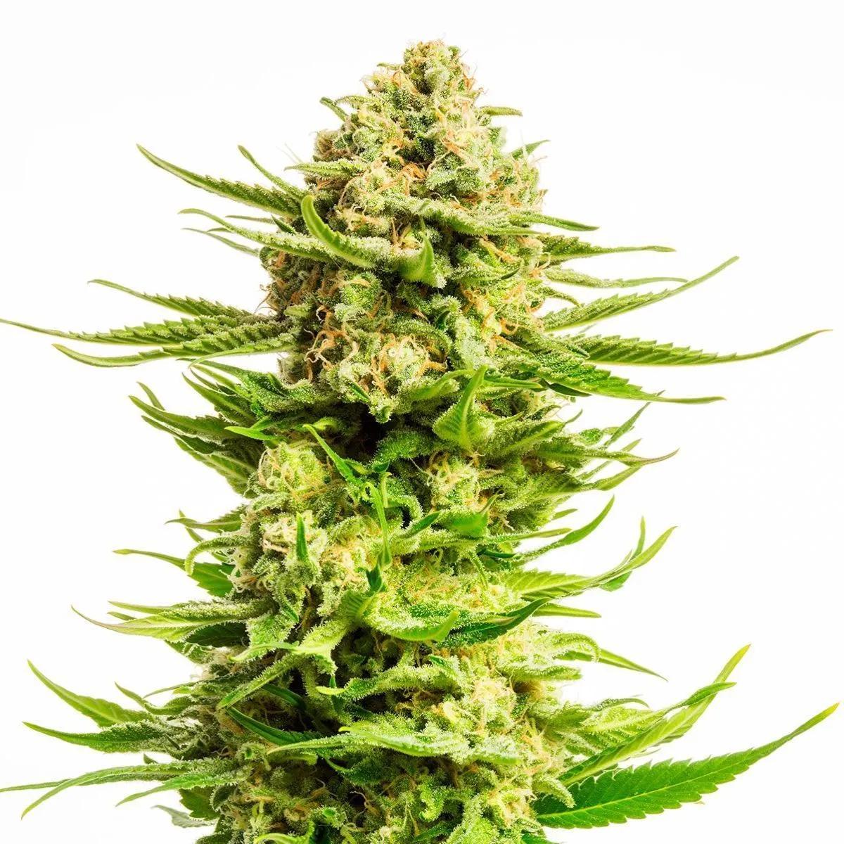 Indica Cream