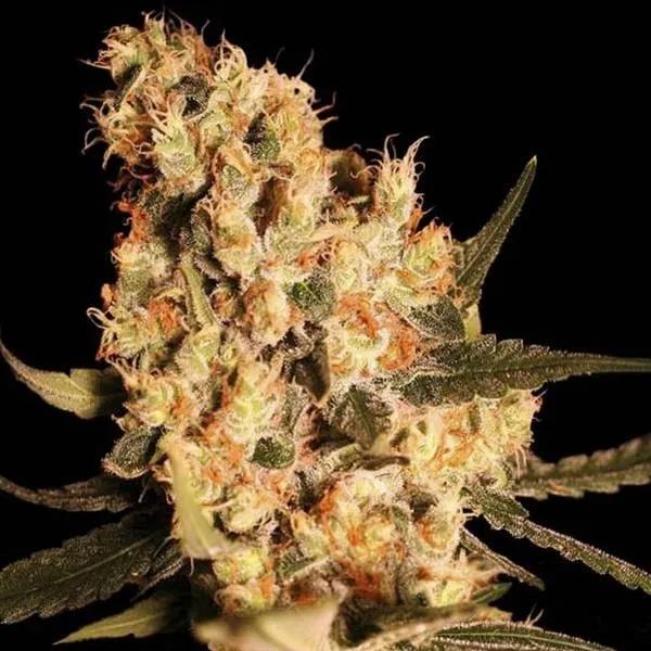 Jamaican Dream
