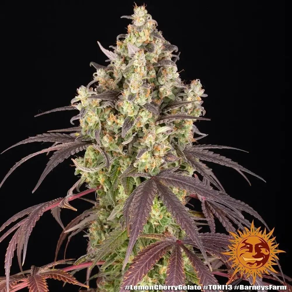 Lemon Cherry Gelato (Barney's Farm x Backpackboyz)