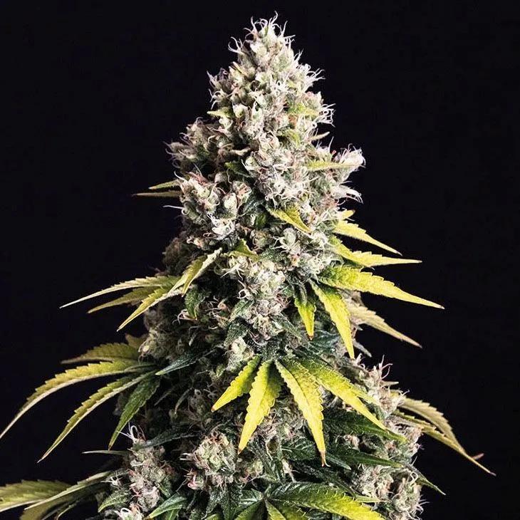 Lemon Cream Kush