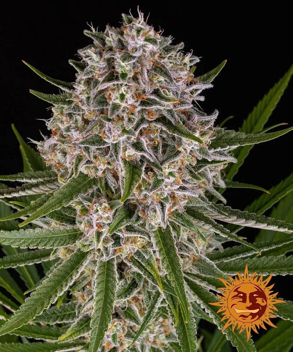Lemon Haze