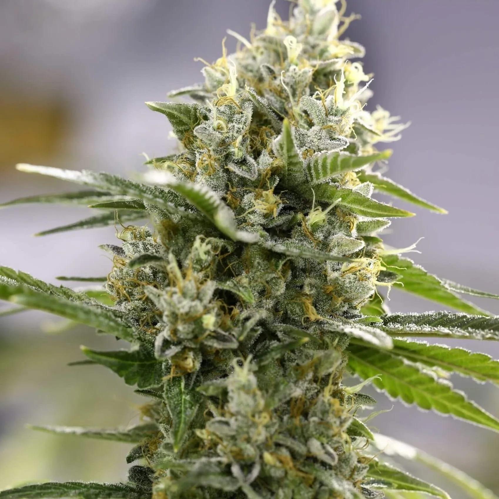 Lemon Haze