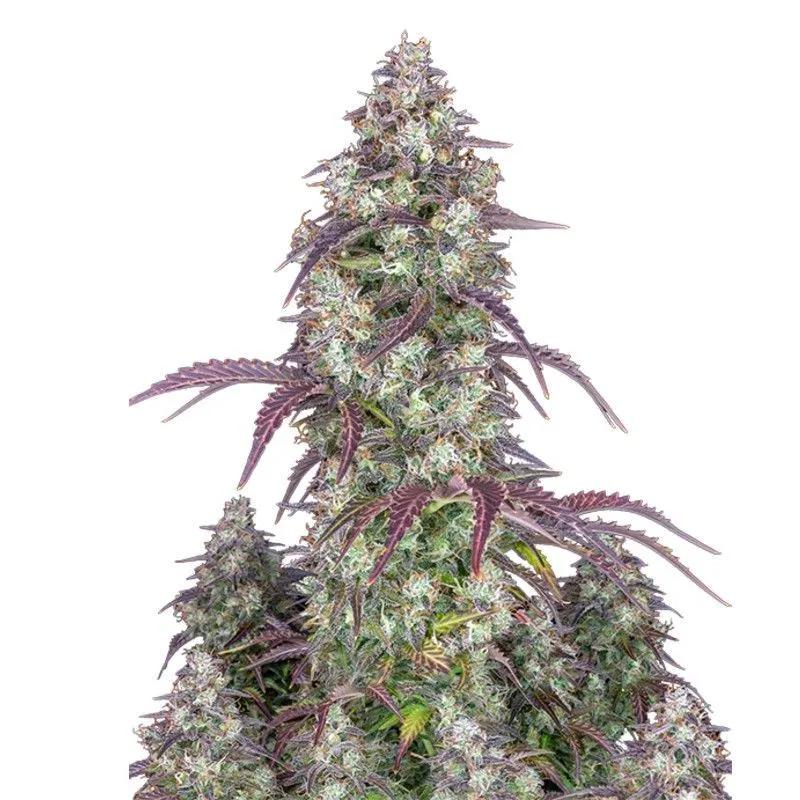 Lemon Pie