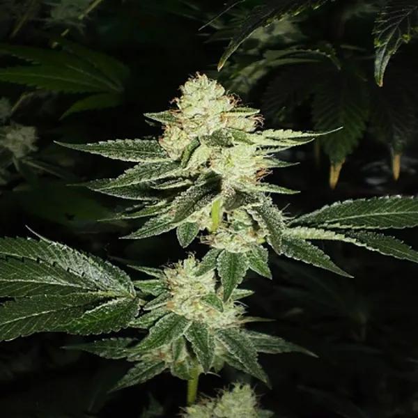 Louis XIII OG