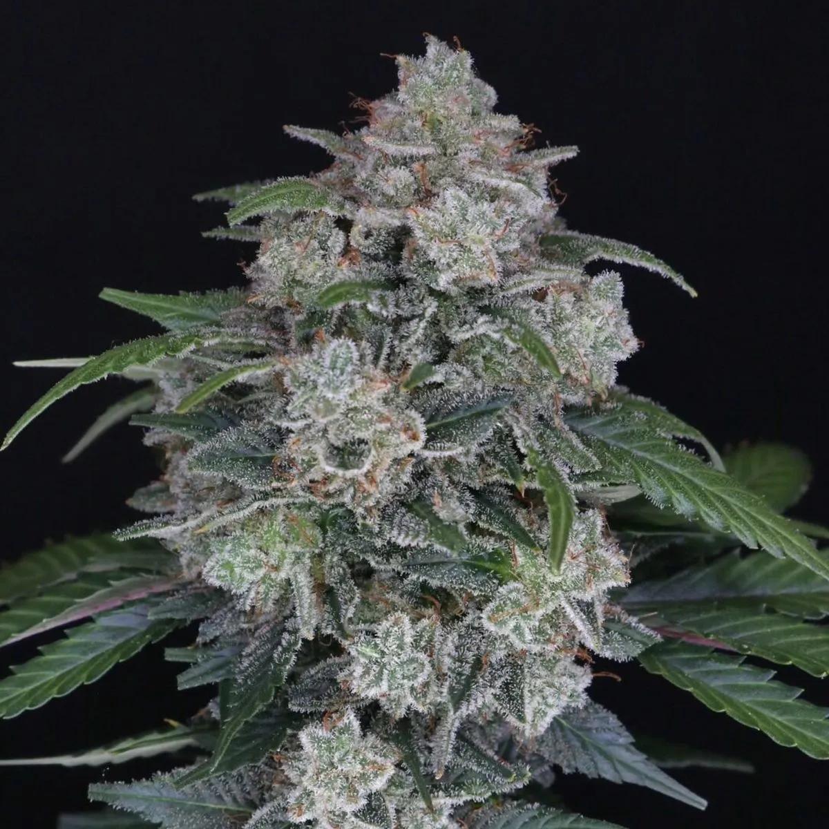 MAK OG