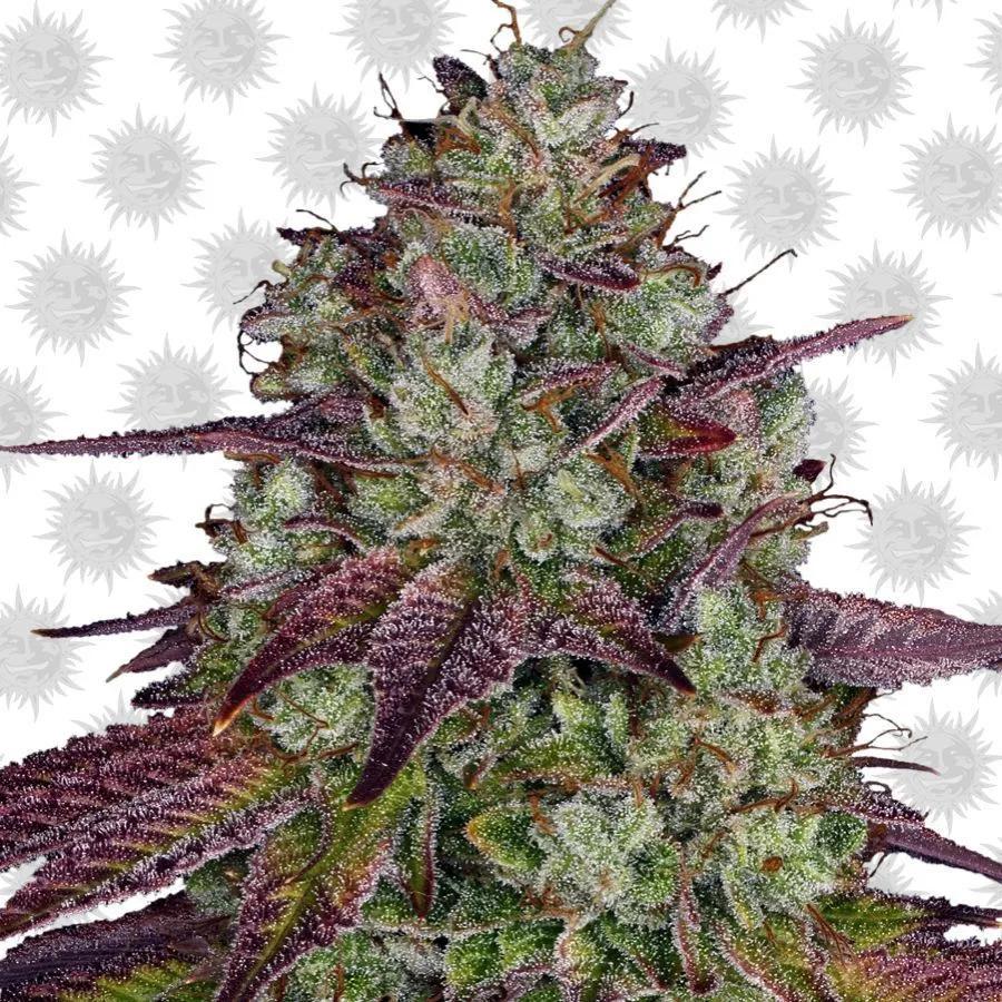 MIMOSA EVO