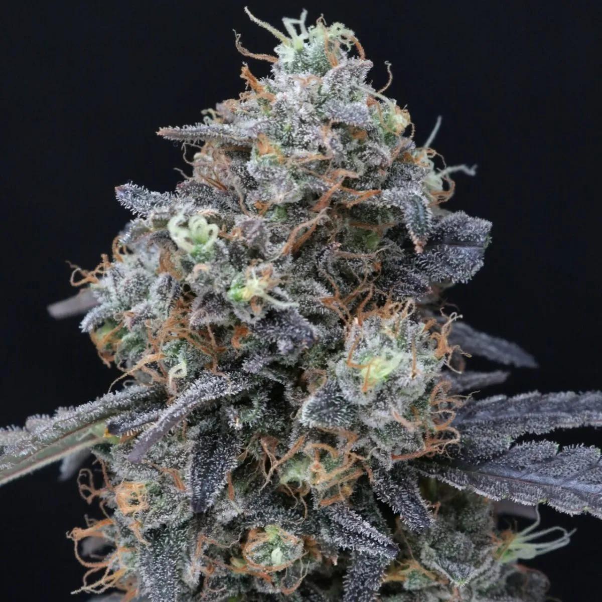Minty Grape Kush