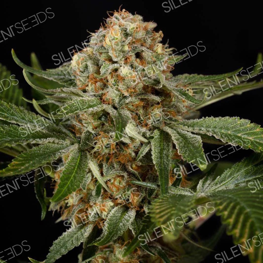 OG Kush