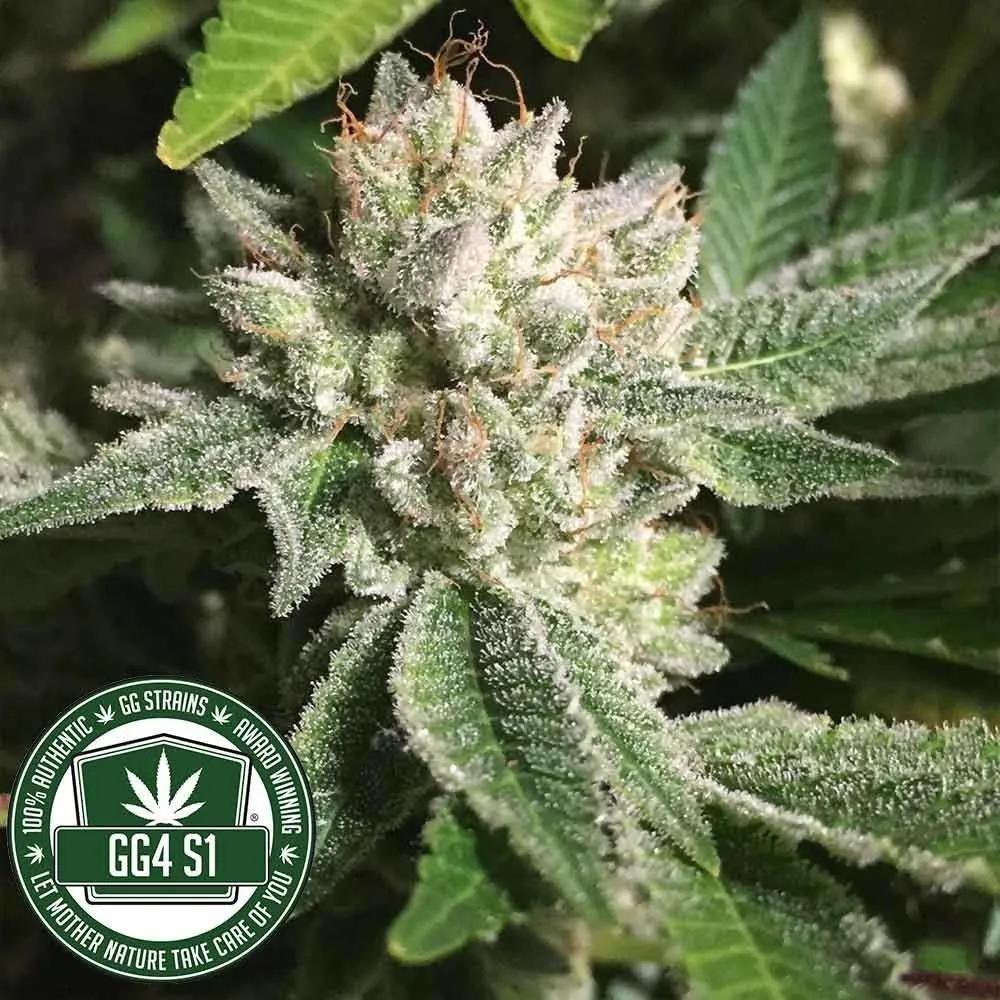 Original Glue | GG4S1 (GGStrains)