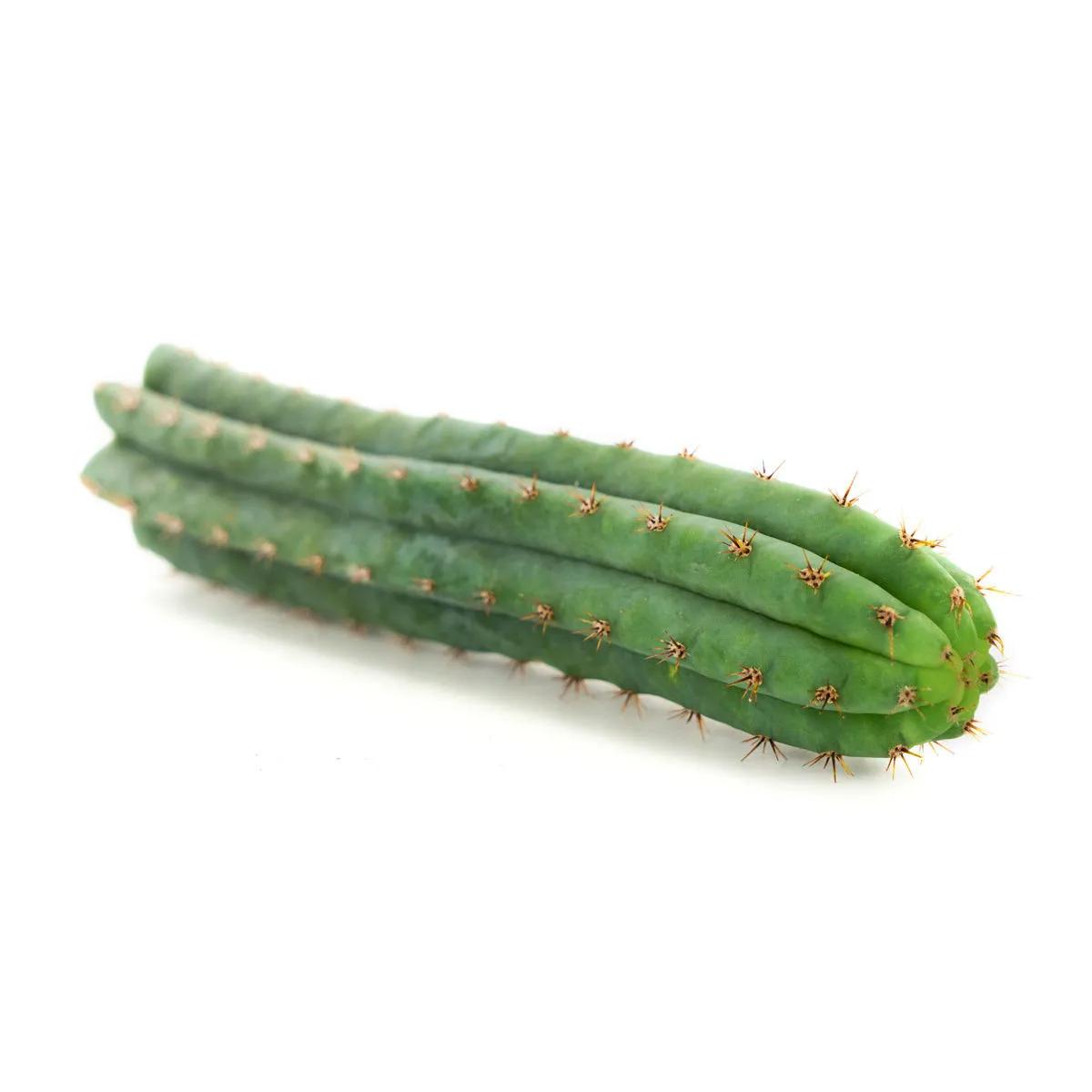 Tocha Peruana