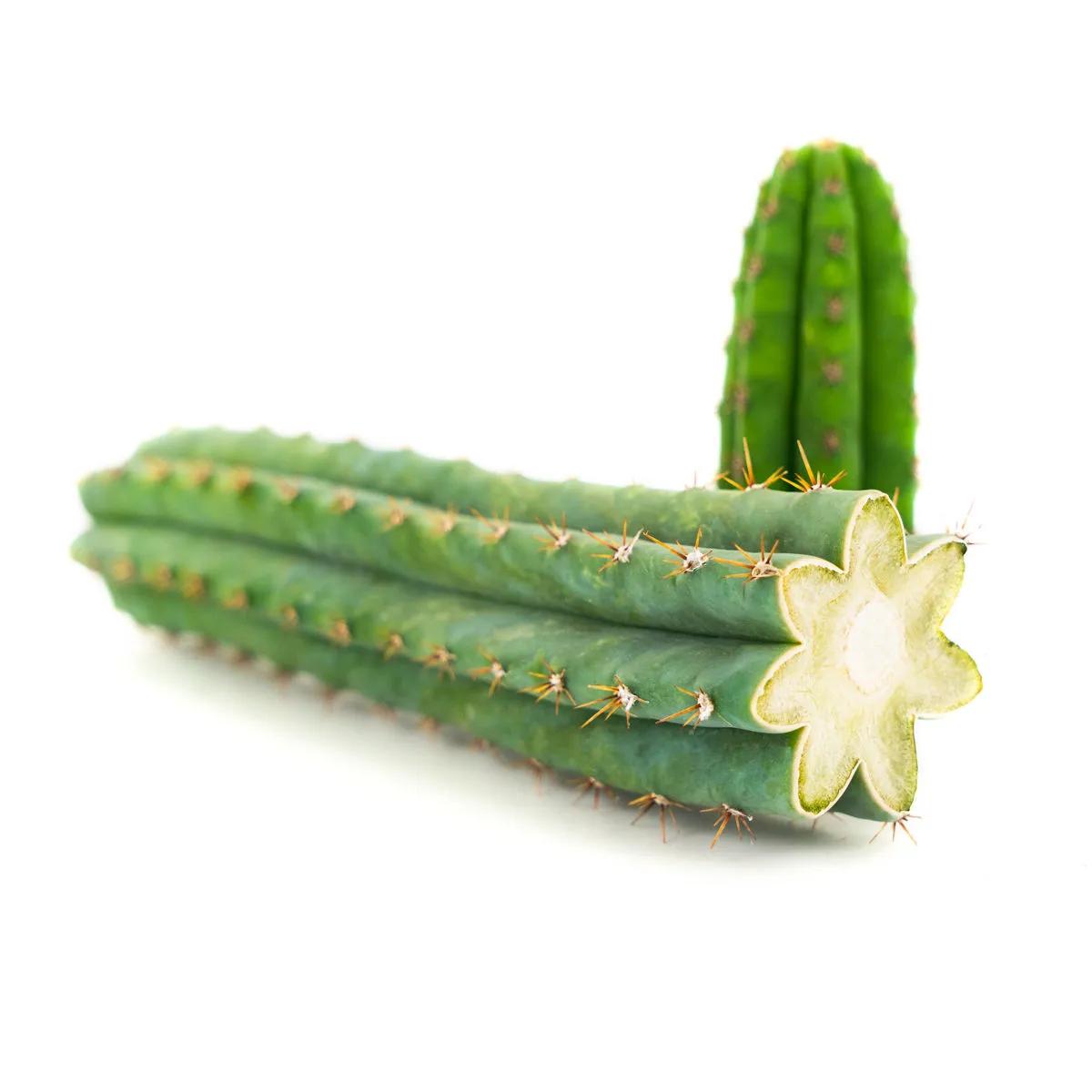 Tocha Peruana