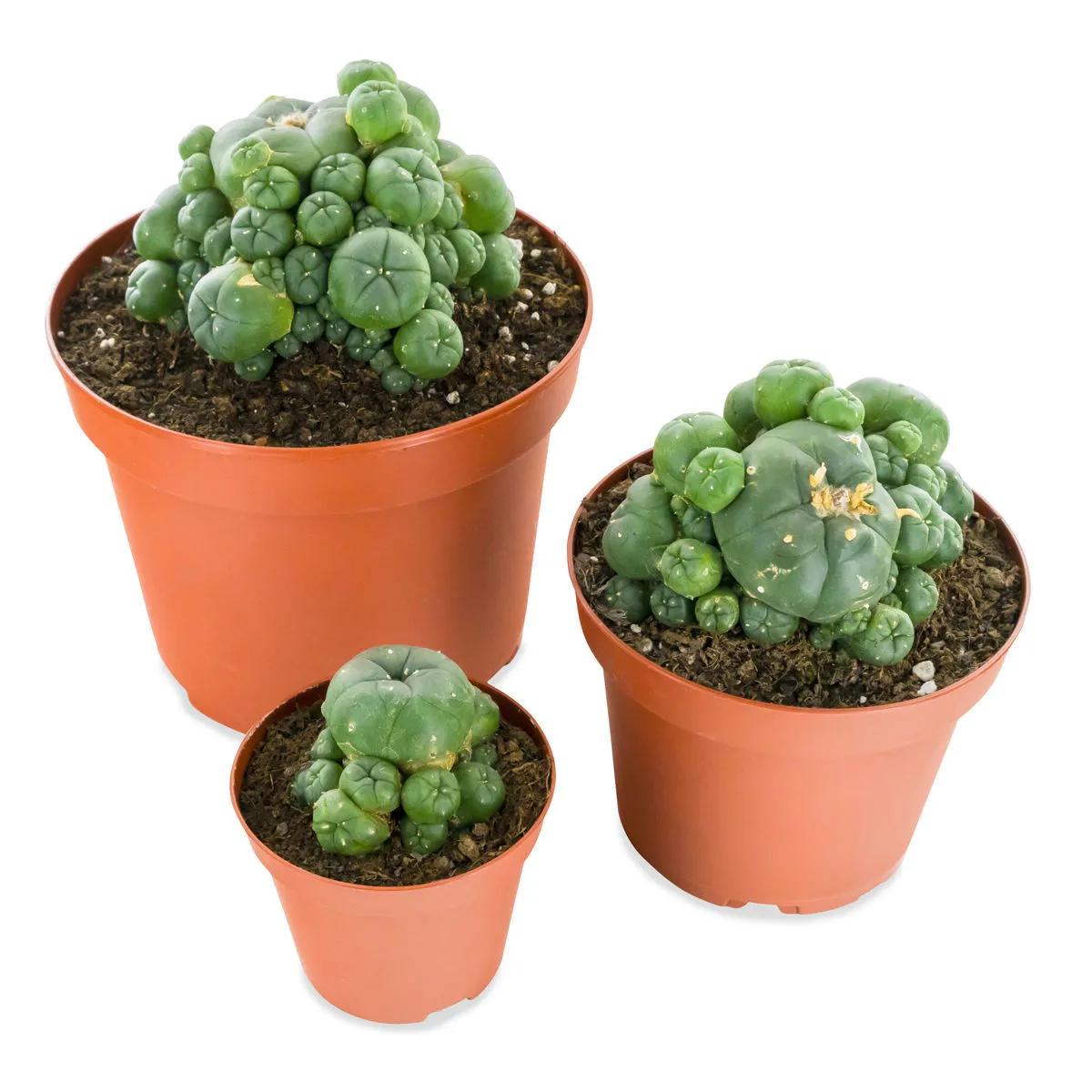 Peyote com Filhotes