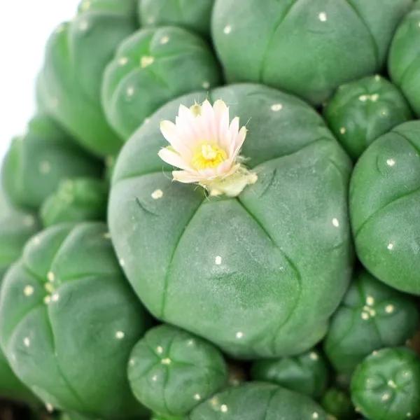 Peyote com Filhotes